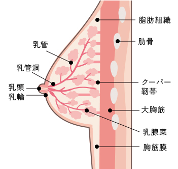 バストの構造